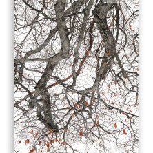Beech-tree-branch-in-winter
