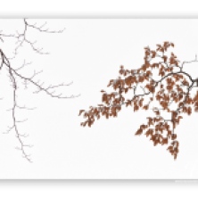 Beech-tree-branch-in-winter_5b
