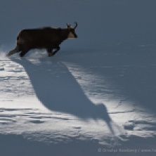 Chamois shadow. Gran Paradiso National Park, Italy.
