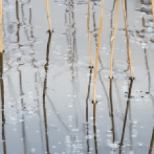 Common reed frozen in ice. Sør-Trøndelag, Norway.